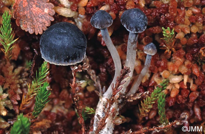 Mycena concolor