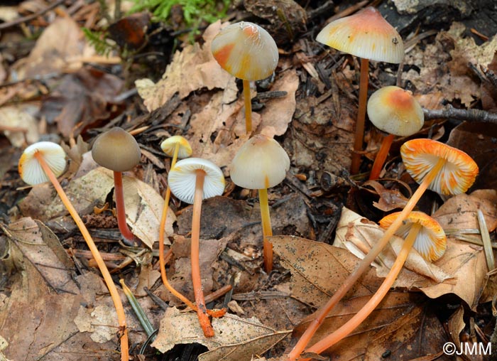 Mycena crocata