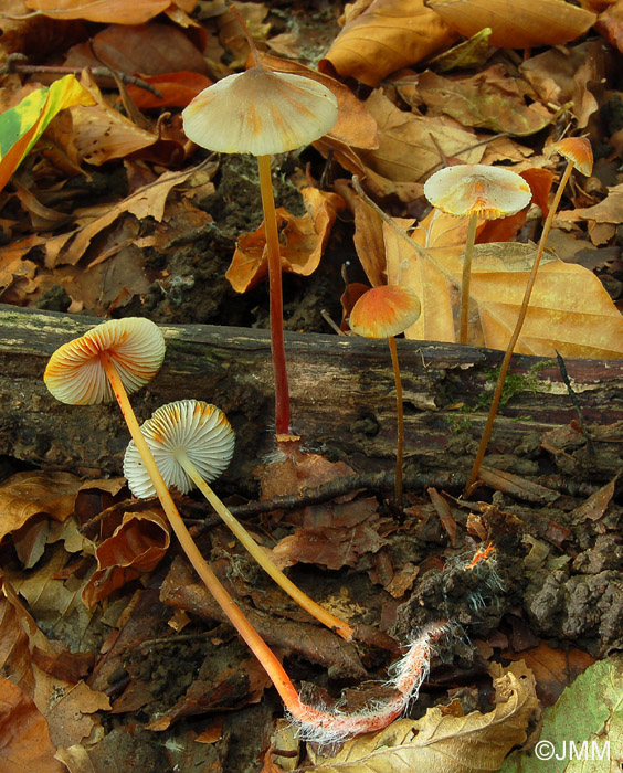 Mycena crocata