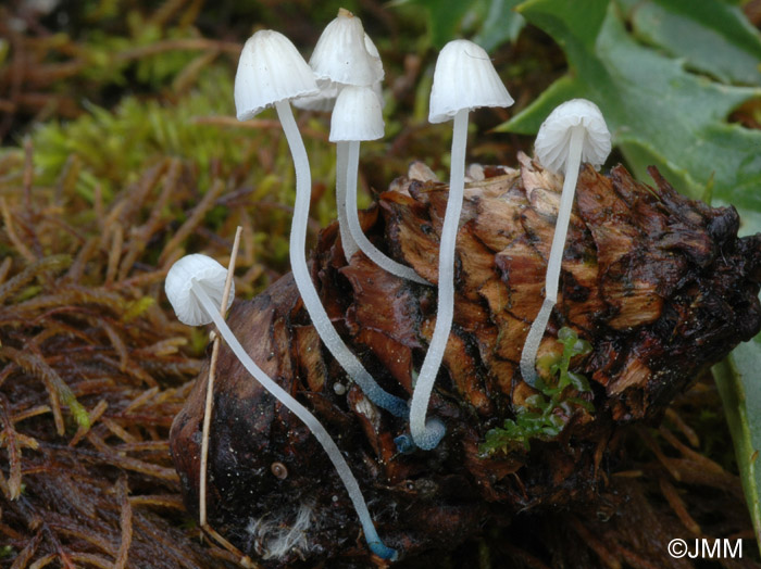 Mycena cyanorrhiza 