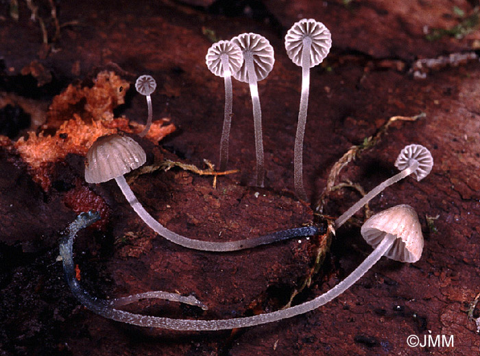 Mycena cyanorrhiza 