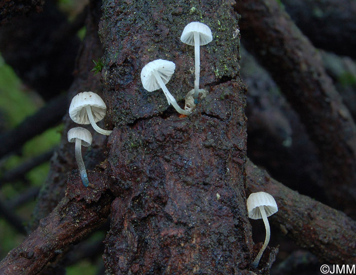 Mycena cyanorrhiza