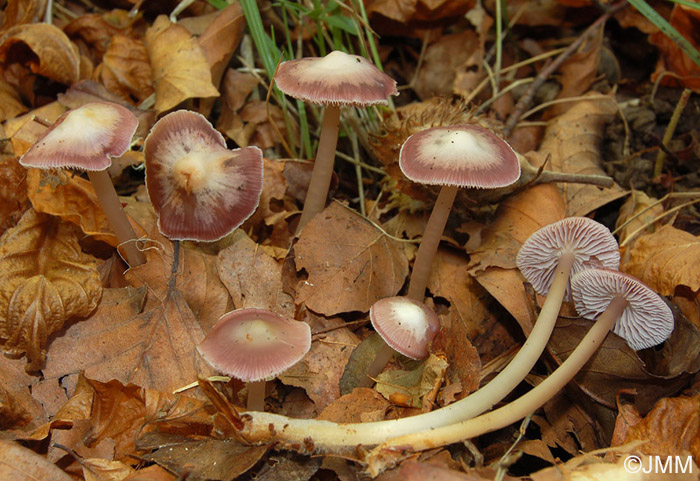 Mycena diosma