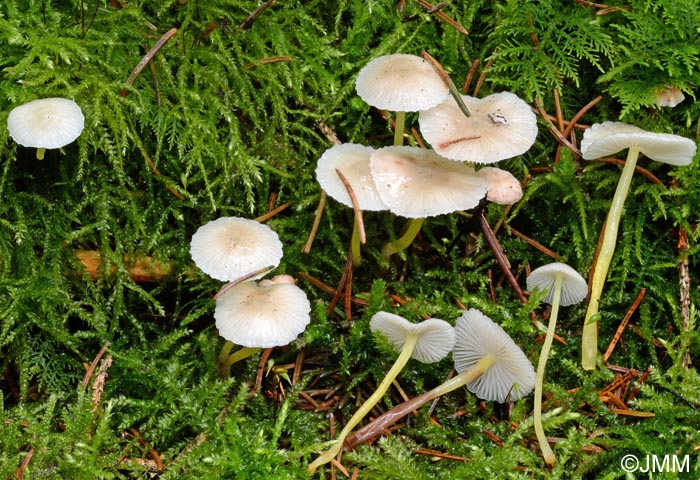 Mycena epipterygia