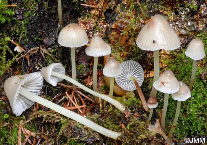 Mycena epipterygia