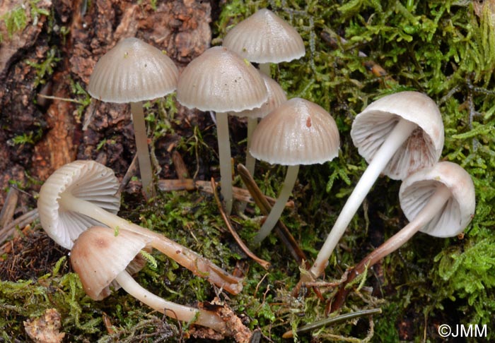 Mycena epipterygia