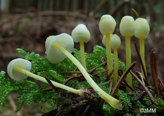 Mycena epipterygia