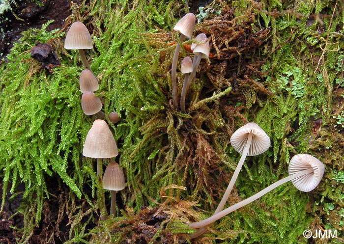 Mycena erubescens