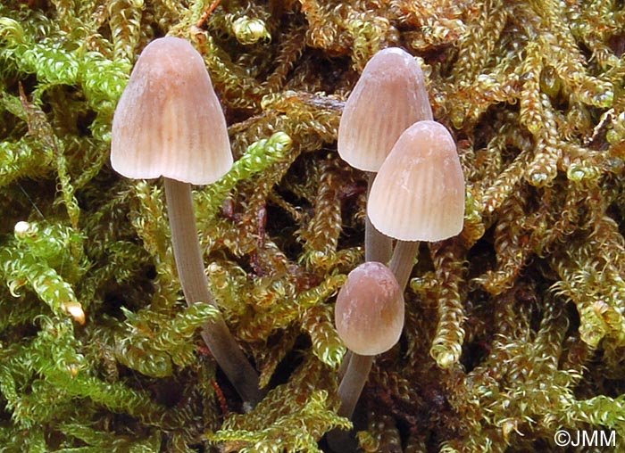 Mycena erubescens