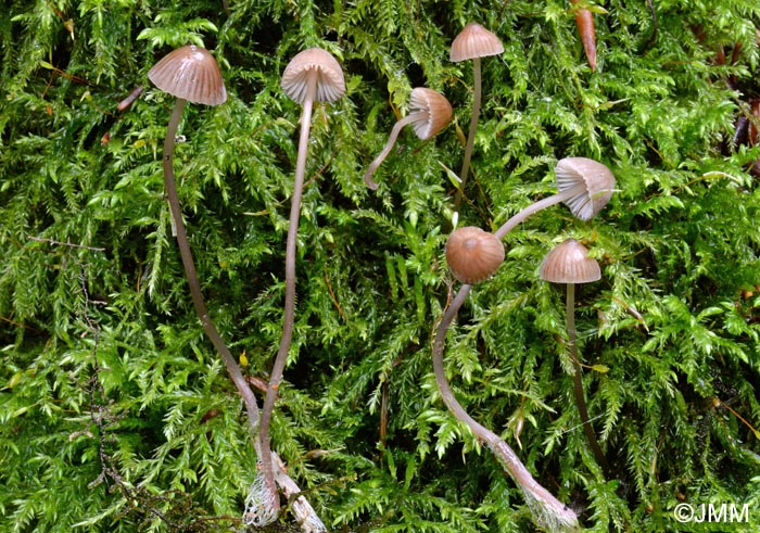 Mycena erubescens