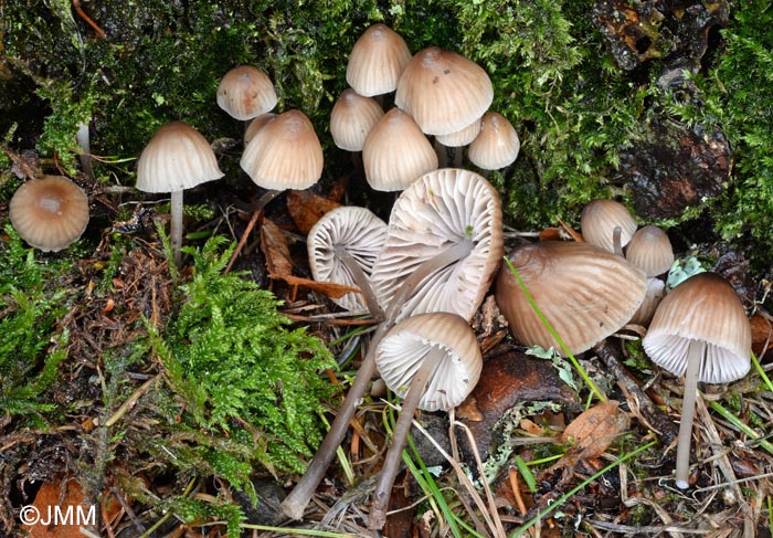 Mycena erubescens