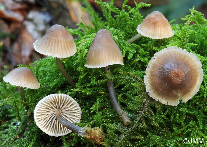 Mycena filopes