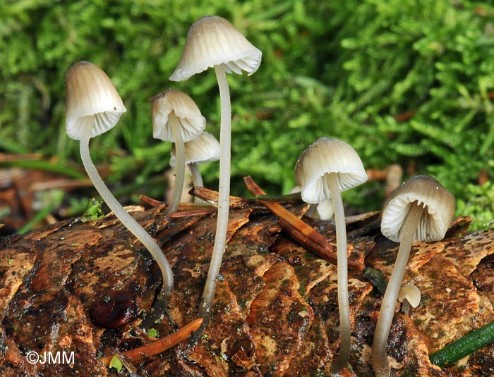 Mycena filopes