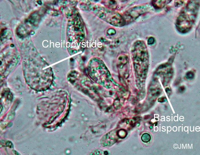 Mycena filopes : microscopie