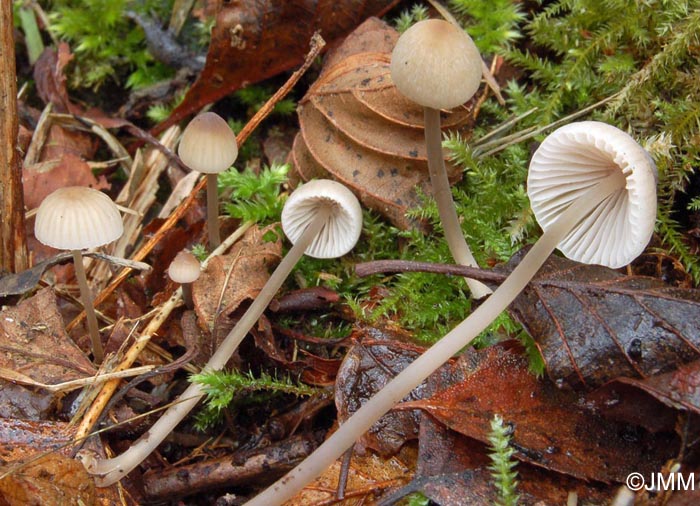 Mycena filopes