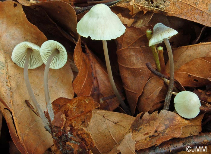 Mycena flavescens