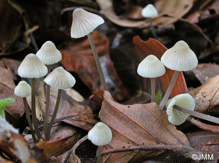 Mycena flavescens