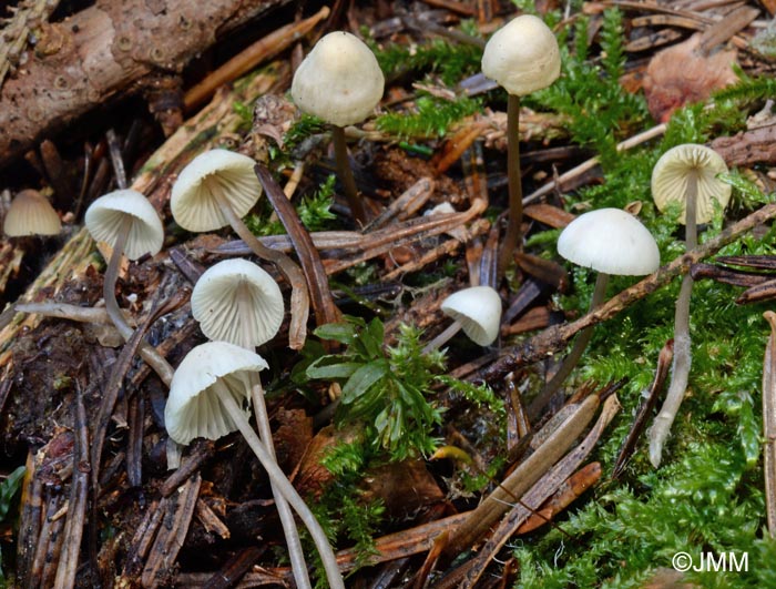 Mycena flavescens