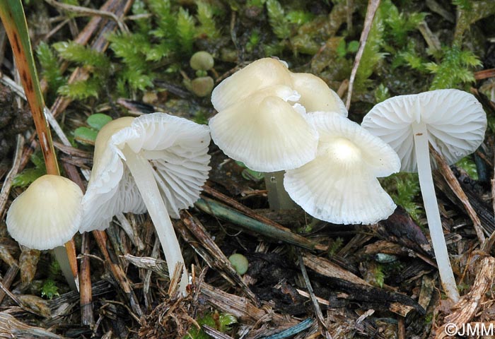 Mycena flavoalba