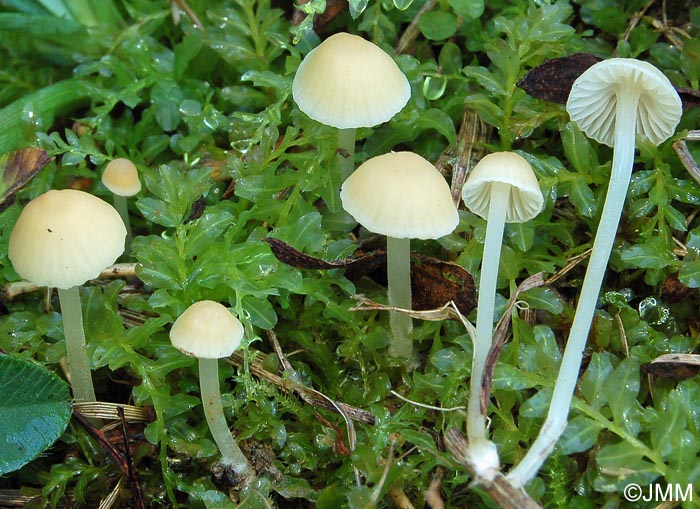 Mycena flavoalba