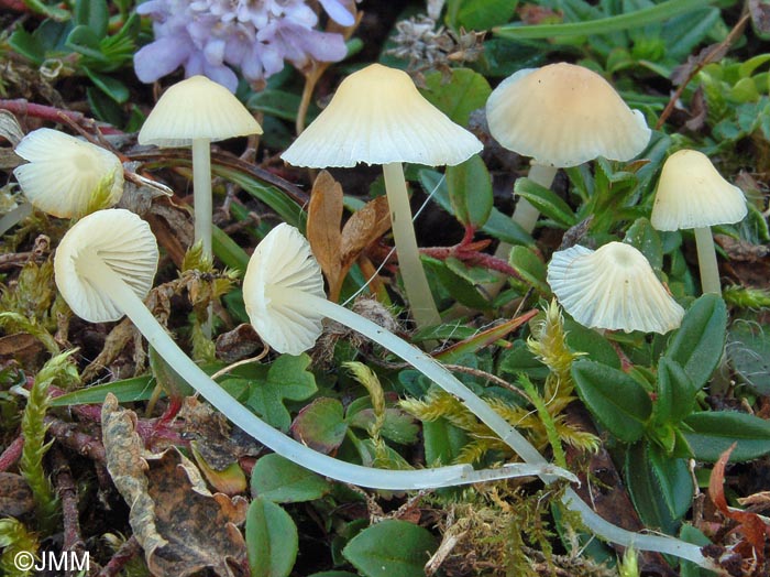 Mycena flavoalba