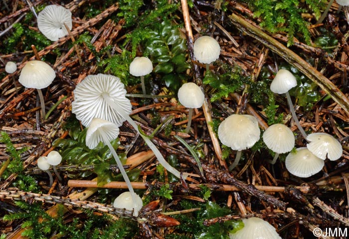 Mycena flavoalba