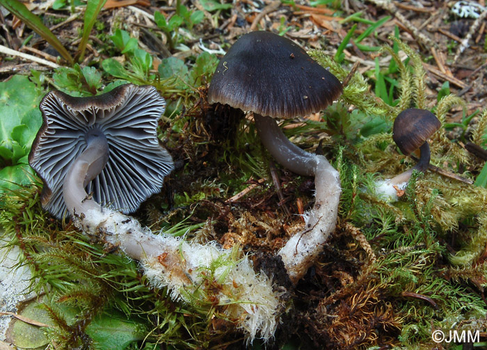 Mycena flos-nivium