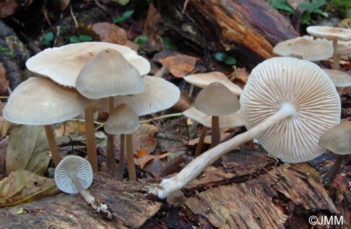 Mycena galericulata