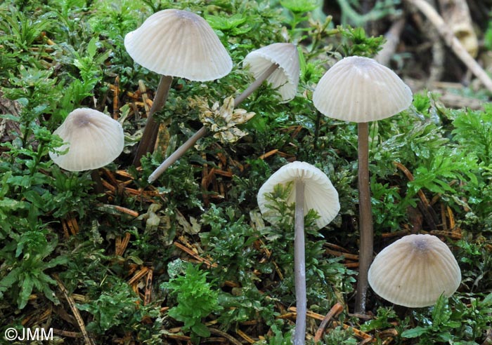 Mycena galopus