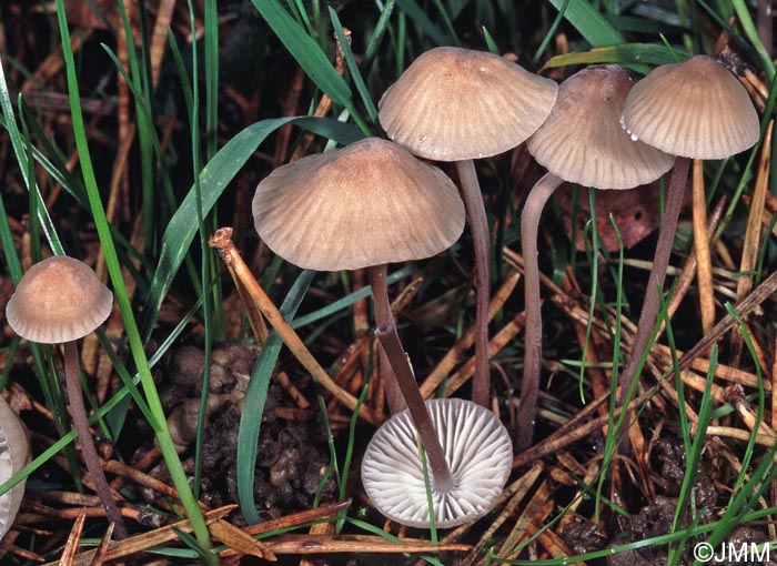 Mycena galopus