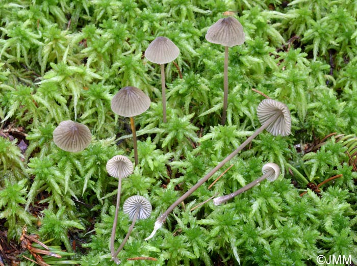 Mycena galopus