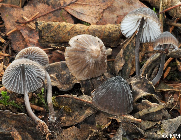 Mycena galopus var. leucogala = Mycena leucogala = Mycena galopus var. nigra