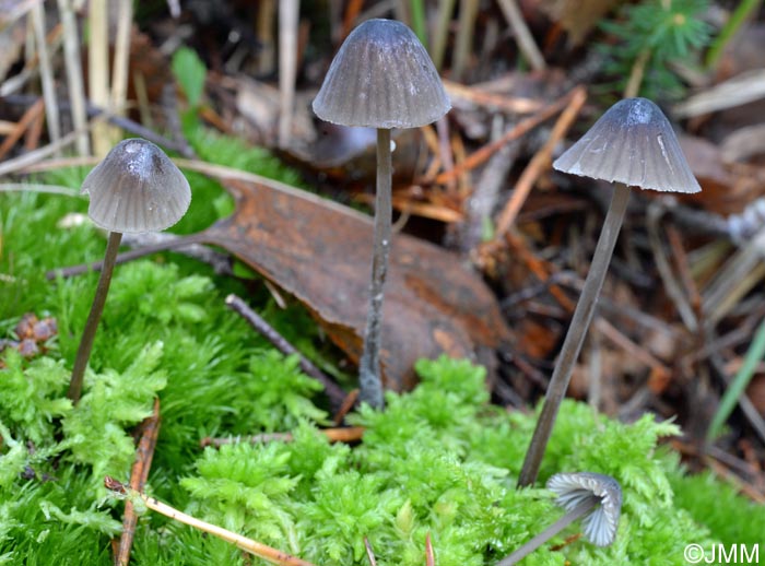 Mycena galopus var. leucogala = Mycena leucogala = Mycena galopus var. nigra