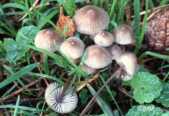 Mycena galopus