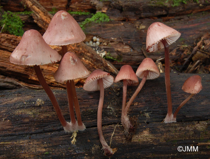 Mycena haematopus