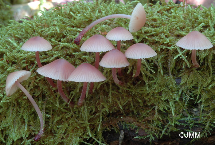 Mycena haematopus