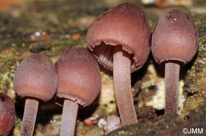 Mycena haematopus