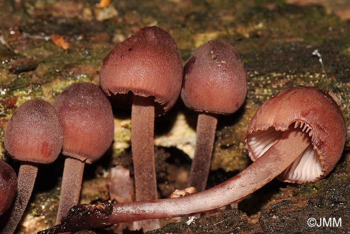 Mycena haematopus