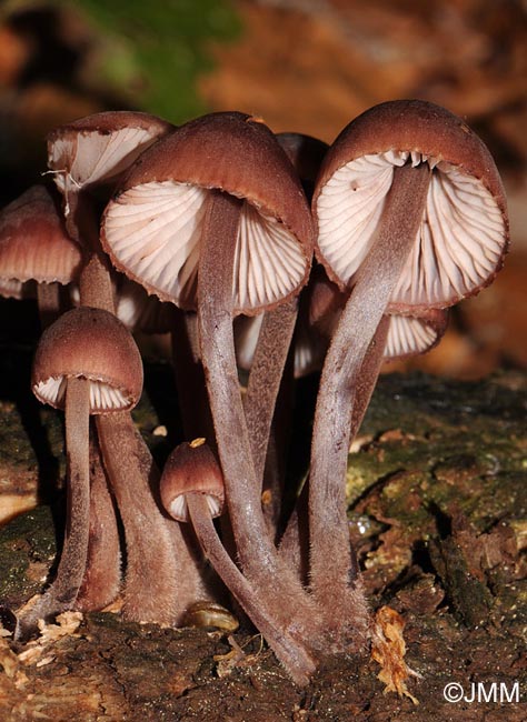 Mycena haematopus