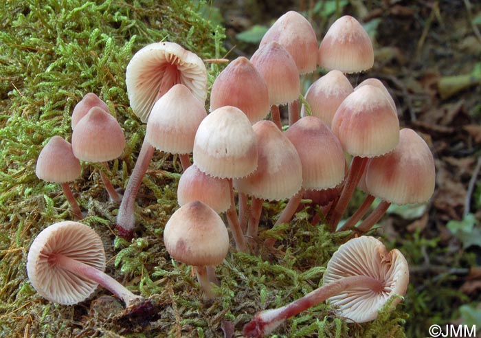 Mycena haematopus