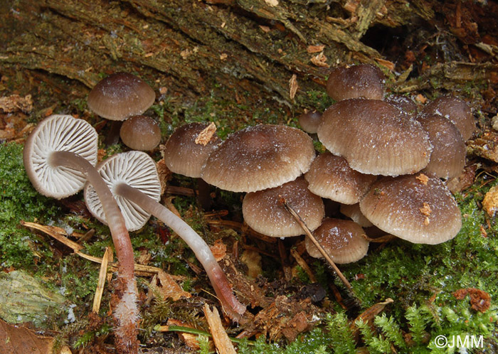 Mycena hemisphaerica