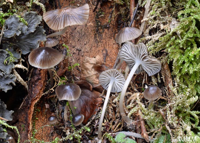 Mycena hemisphaerica