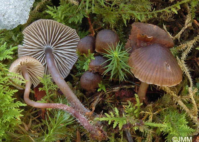 Mycena hemisphaerica