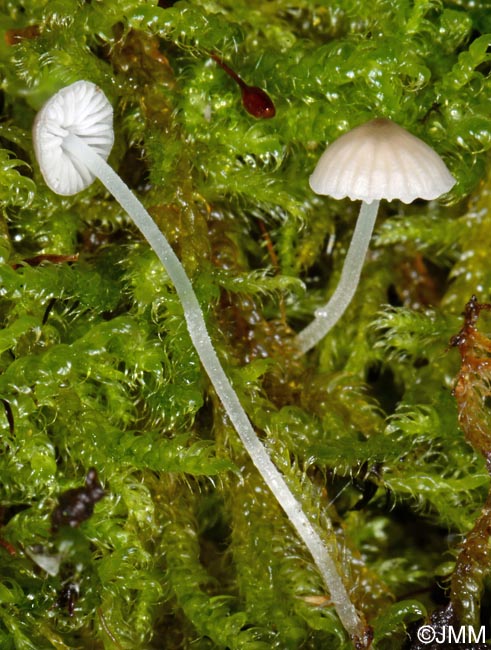 Mycena hiemalis