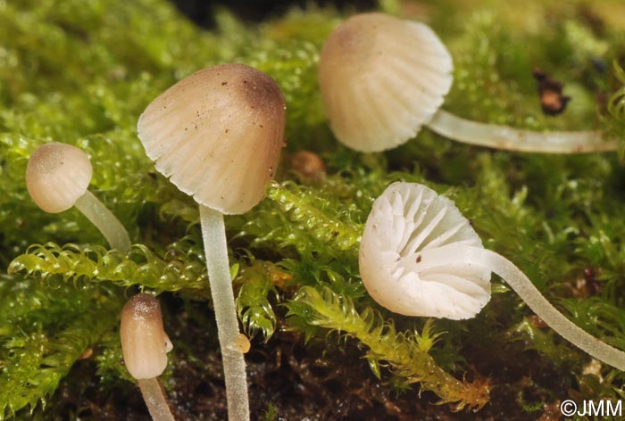 Mycena hiemalis