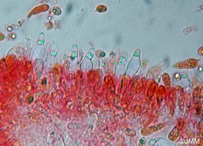 Mycena hiemalis : microscopie