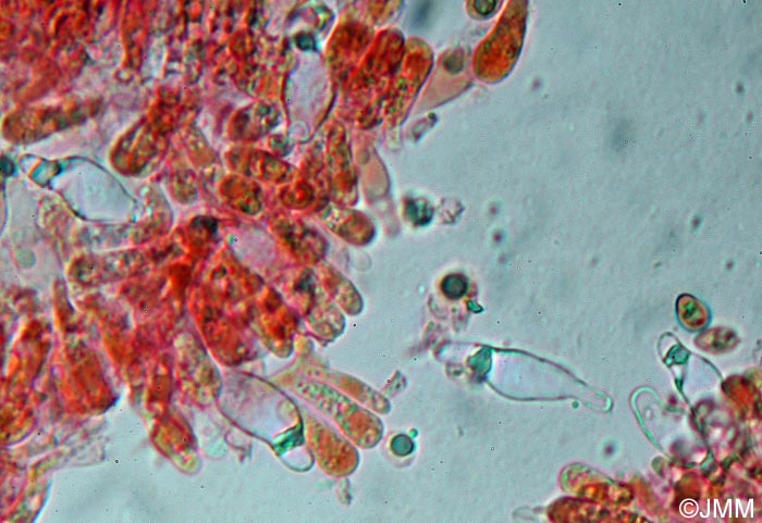 Mycena hiemalis : microscopie
