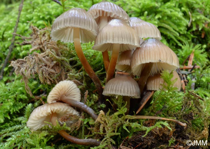 Mycena inclinata