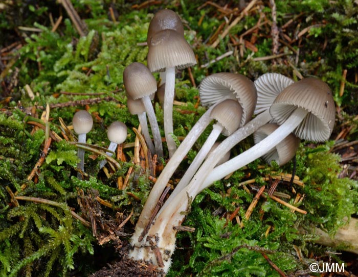 Mycena inclinata