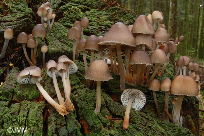 Mycena inclinata